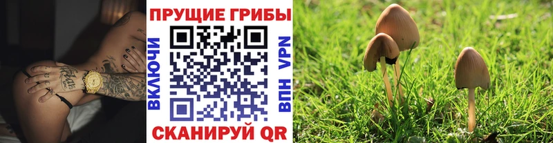 kraken ссылки  Черняховск  Галлюциногенные грибы Psilocybine cubensis  продажа наркотиков 
